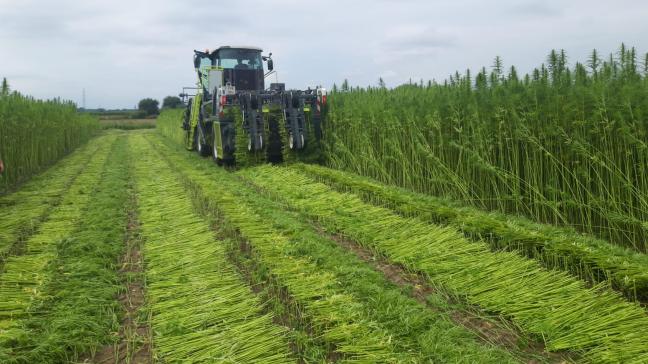 Oogst van de hennepstengels door de machine van Hyler.