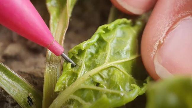 Het KBIVB raadt sterk aan om wekelijkse waarnemingen naar groene bladluis uit te voeren op de percelen met bieten.