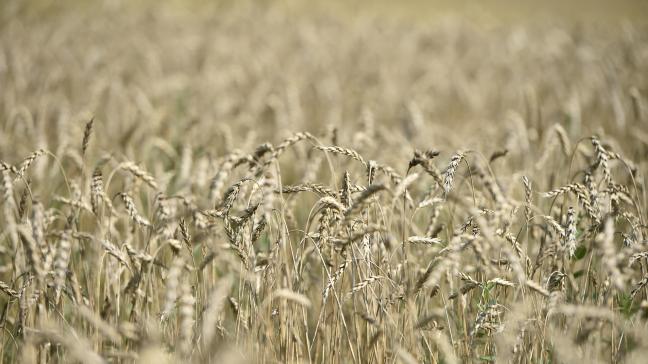 Door het ongewoon koude weer wordt er tot 10% minder Russische tarwe verwacht.