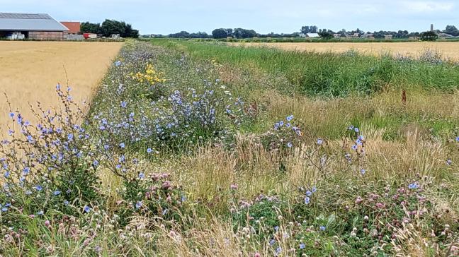 Een van de goedgekeurde projecten van 2023 wil bloemranden versterken als landbouwlandschap voor de zomertortel.