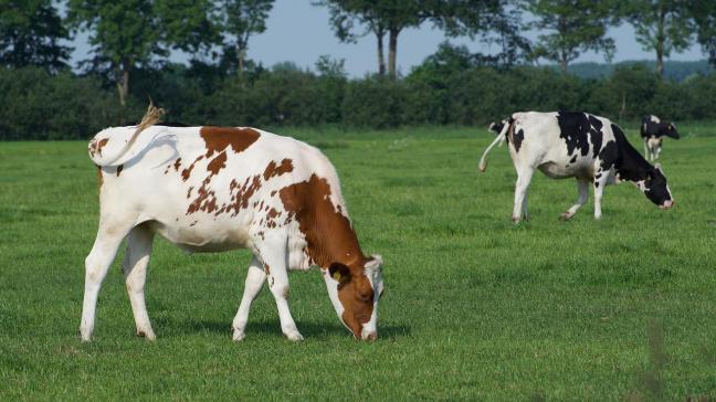 Het vogelgriepvirus kan zich via runderen overzetten op de mens. In de VS werd zopas een tweede geval gemeld.