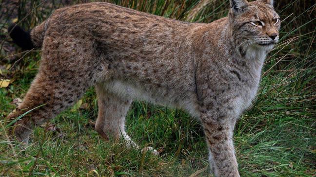 De lynx maakt volgens het WWF als roofdier het minste slachtoffers onder landbouwdieren.