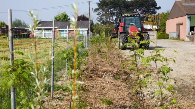 Landbouwer Johan Pattyn uit Ardooie rondde deze maand aanplant van het geplande weidescherm met liefst 500 bomen en struiken af.