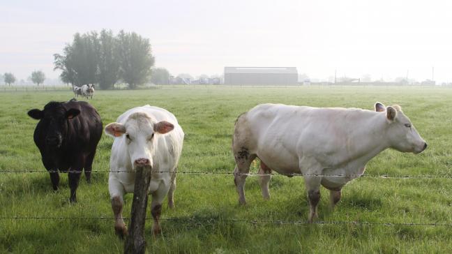 De prijs voor Belgisch witblauwe kalveren is gestegen, terwijl de prijzen voor koeien en stieren stabiel blijven.