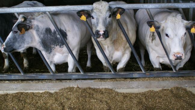 DGZ benadrukt het belang van alertheid voor besmetting bij de handel in runderen.