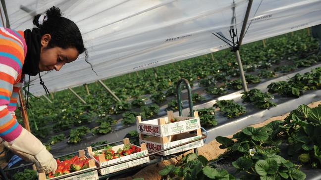 Oxfam waarschuwt voor de structurele uitbuiting van arbeidsmigranten in de Europese landbouwsector.