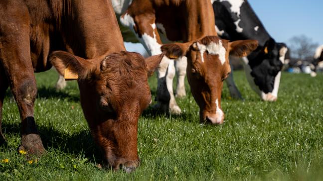 ILVO werkte 2 bedrijfsconcepten voor melkveehouders uit bij een 15% reductie van de kudde.