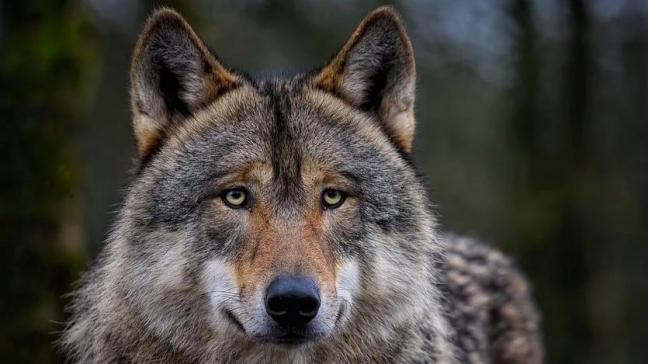 Vlaanderen past zich aan aan de wolf.