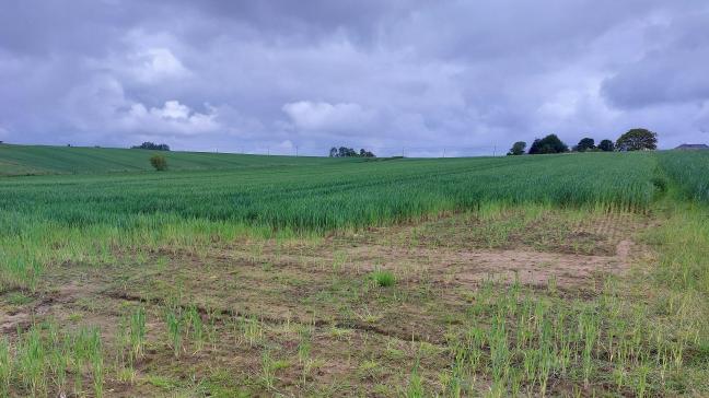 In West-Europa hebben de weersomstandigheden een negatieve impact op de ontwikkeling van de graanvelden.