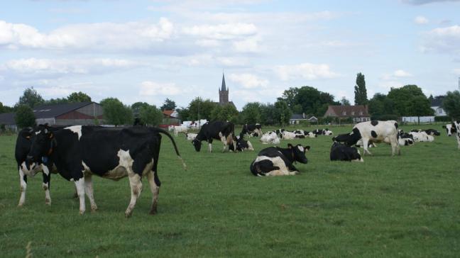 Het Federaal Agentschap voor Geneesmiddelen en Gezondheidsproducten (FAGG) staat sinds 7 juni het gebruik toe van Bluevac-3, een derde immunologisch diergeneesmiddel tegen het blauwtongvirus serotype 3.