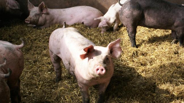 China heeft een antidumpingonderzoek geopend naar de invoer van varkensvlees uit de Europese Unie.
