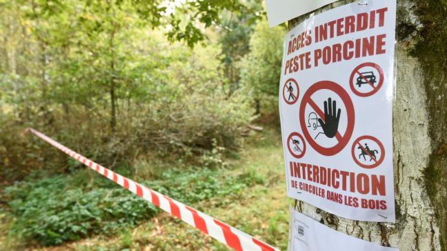 Op 200 km van de Belgische grens is Afrikaanse varkenspest aangetroffen.