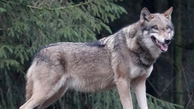 Maurice is een nieuwe mannelijke wolf in de Limburgse roedel.