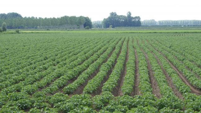 66% van de Belgische landbouwbedrijven met plantaardige productie zijn gecertificeerd bij Vegaplan in 2023.