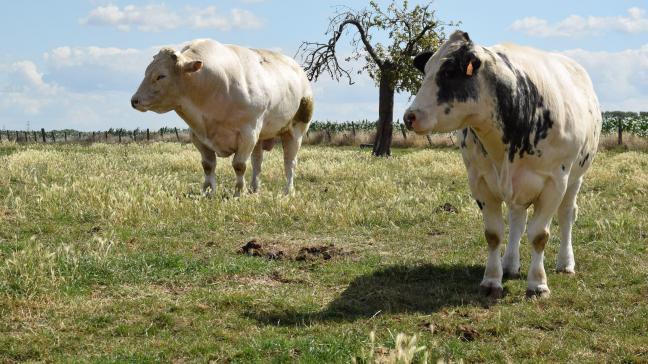 Coevia meldt deze week stabiele prijzen voor witblauw rundvee.