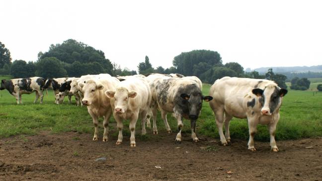 De prijzen voor Belgisch witblauwe runderen zijn stabiel.
