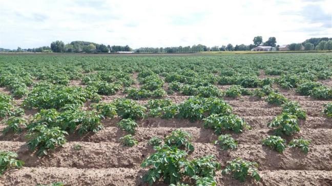 Door het zeer natte weer in het voorjaar, konden veel aardappelen dit seizoen pas extreem laat geplant worden.