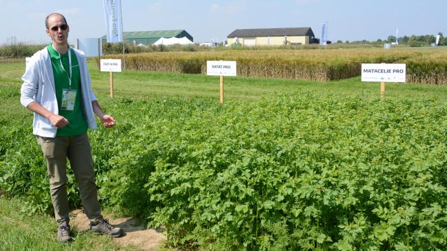 Conceptmanager Sander Maes toonde diverse groenbedekkermengsels, zoals Matacelie Pro en Patat Pro.