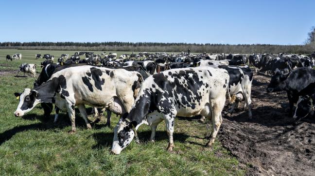 Denemarken is een grote exporteur van zuivelproducten en varkensvlees.
