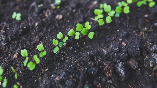 Rucola kan 3 tot 5 weken na het zaaien al geoogst worden.