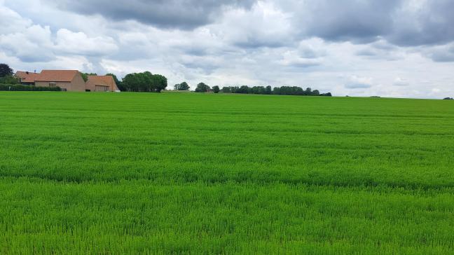 De vlassers kijken uit naar een nieuwe oogst, al staat het lentevlas er niet overal even bevredigend bij.