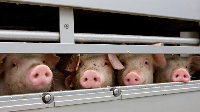 Het streven is dat vanaf 1 juli 2025 op Nederlandse veehouderijen en tijdens transport het niet meer toegestaan is om dieren metelektrische drijfmiddellen voort te drijven.