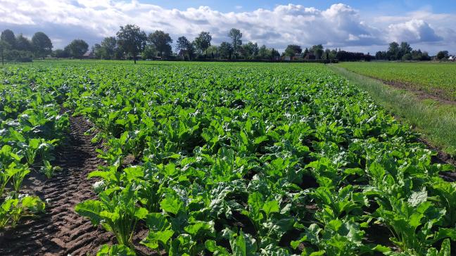 Boerenbond roept de Vlaamse formateur en de formatterende partijen op om de verdere inname van het landbouwgebied voor natuur en bos een halt toe te roepen.