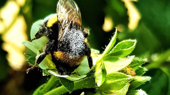 De onderzoekers bekijken nu of ze nuttige bacteriën kunnen aanbrengen op bestuivende insecten om ze zo over de bloemen te verspreiden.