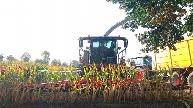 Alle landbouwers met percelen korrelmaïs die in aanmerking komen voor de ecoregeling ‘Verhogen van organische koolstof teeltplan’, krijgen in september de vraag om een bewijs door te sturen van de oogst van korrelmaïs.