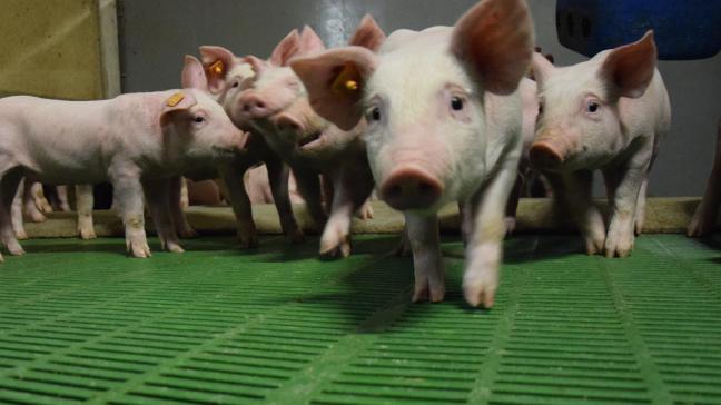 Heel wat varkens- en pluimveehouders hebben de afgelopen jaren hun bedrijf ondergebracht in een bv. En juist bv’s zullen bij overdracht 25% van hun NER’s verliezen.
