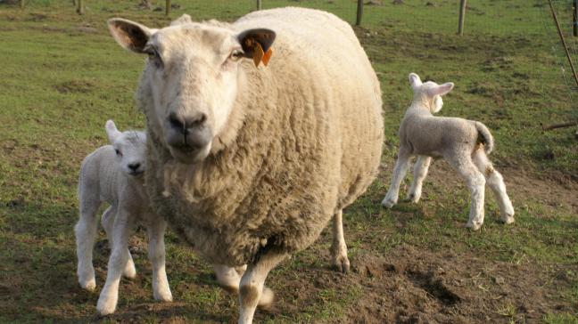 Schapen die besmet zijn met blauwtong hebben onder meer koorts, ze vermageren en hebben ontstekingen en blaasjes of letsels in de muil.