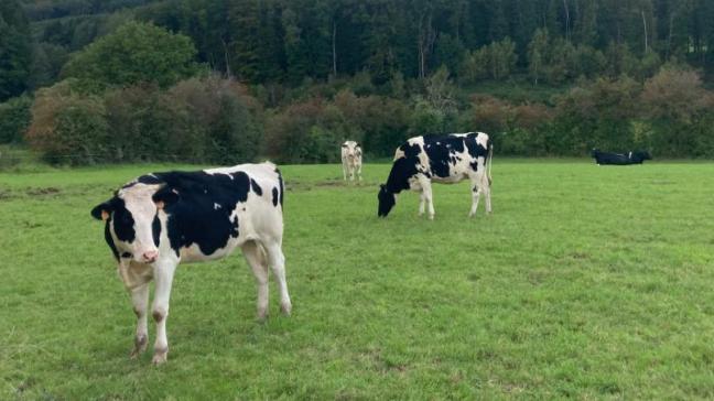 Grazende runderen kunnen besmet raken door diverse soorten maagdarmwormen die op de weide leven.