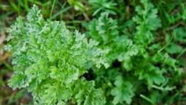 Jacobskruiskruid als eenjarige plant, met een duidelijk rozet van bladeren laag tegen de grond.