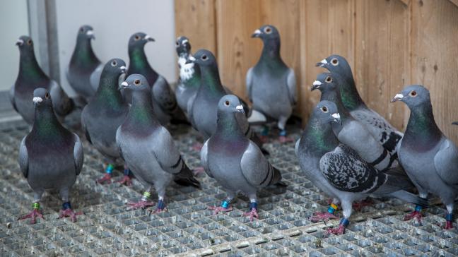 China laat de invoer van duiven en siervogels uit België weer toe.