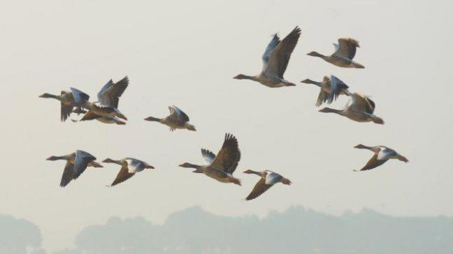 De besmettingskans van een pluimveebedrijf via vervliegen van met vogelgriep besmette uitwerpselen van wilde vogels in de omgeving van pluimveebedrijven is uiterst gering.
