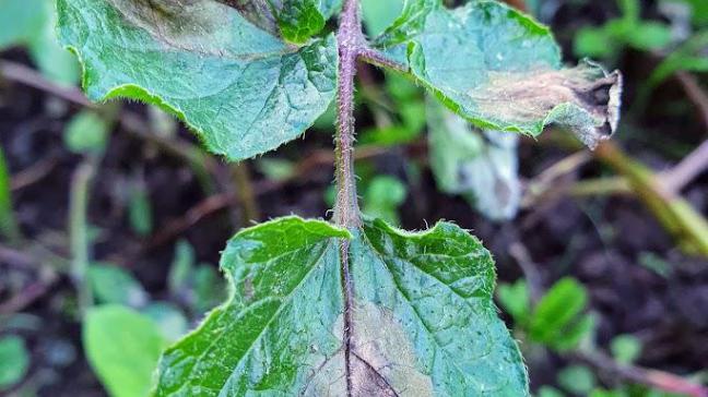 Phytophthora infestans  of de aardappelplaag,  een van de meest  gevreesde schimmels  in de moestuin.
