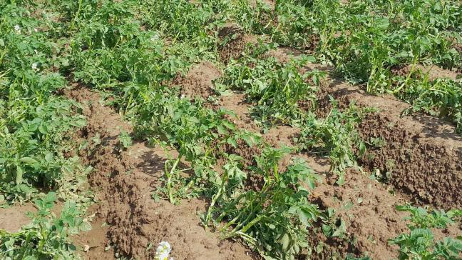 Door de hevige regenval is het aardappelloof op dit perceel voor meer dan de helft weg.