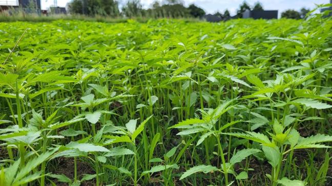 Hennepplanten groeien in ideale weersomstandigheden 3 cm per dag.