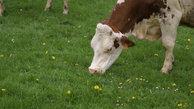 De vervuiling in biologische eieren en melk zou van omgevingsvervuiling afkomstig kunnen zijn.