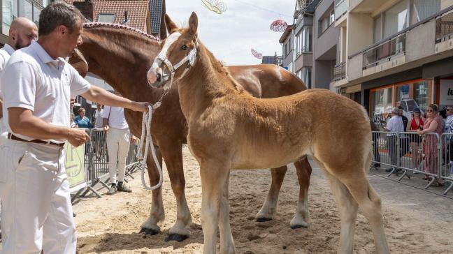 Elisa van Belle werd verkozen als veulenkampioen tijdens de veulenprijskamp in Torhout.