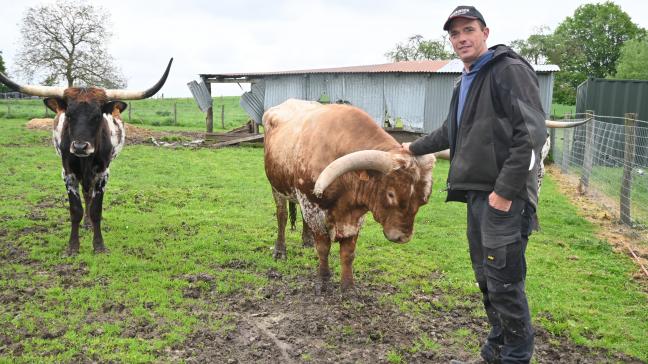 De Texas Longhorn-runderen kunnen van kleur veranderen als ze opgroeien.  Wanneer ze 3 weken oud zijn, zien we al dat de hoorns beginnen te groeien.
