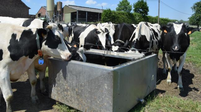 Zorg voor voldoende drinkwaterpunten met proper water, zowel in de stal als op de weide.
