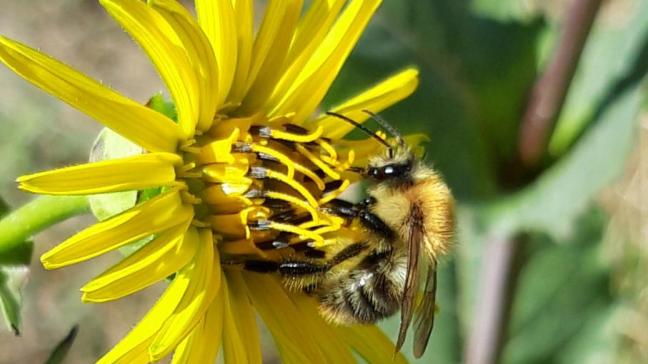 Zonnekroon produceert veel bloemen, die zeer aantrekkelijk zijn als voedselbron voor nuttige insecten.