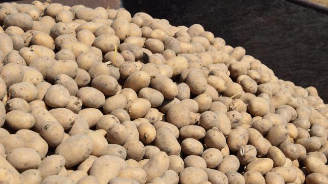 Een aardappelteler in Gembloux weigerde royalty’s aan Breeders Trust te betalen voor het telen van kwekersrechterlijk beschermd hoevepootgoed.