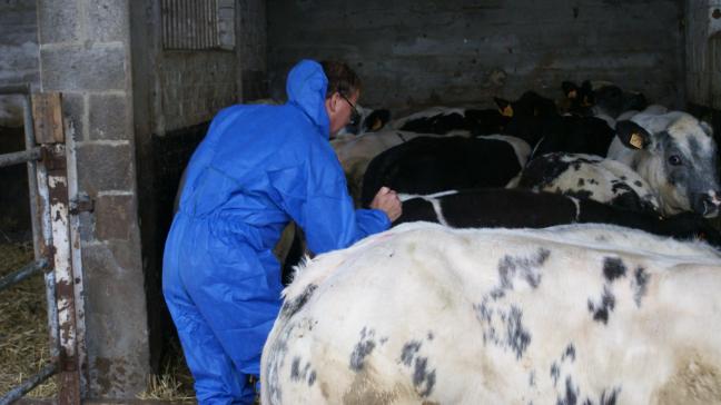 Niet goed werkende of uitgewerkte vaccins kunnen de oorzaak zijn voor de huidige toename aan blauwtong in Nederland.
