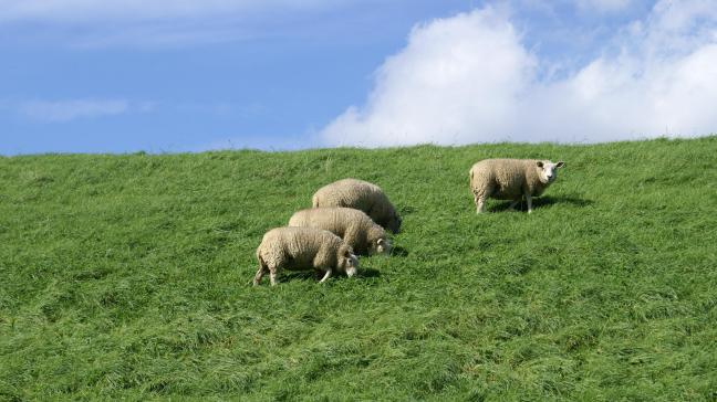 Een effectief beweidingsschema kan ervoor zorgen dat wormbesmettingen, zoals Haemonchose,onder controle gehouden kunnen worden.