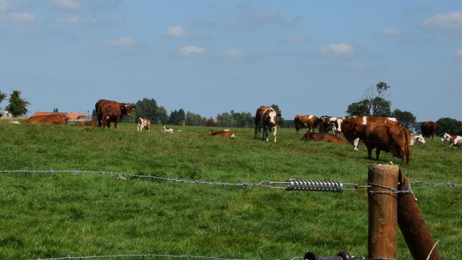 Het FAVV informeert dat Frankrijk haar akkoord heeft gegeven voor het opnieuw opstarten van de grensbeweiding van runderen vanuit Belgische bedrijven naar grensweiden in Frankrijk.