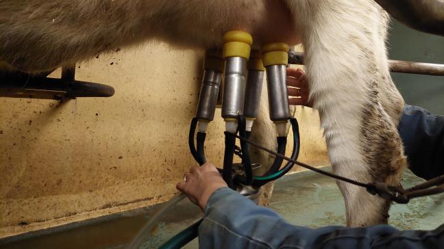 Er is een verschil van 6% tussen de melkprijs die veehouders krijgen en hun gemaakte productiekosten.