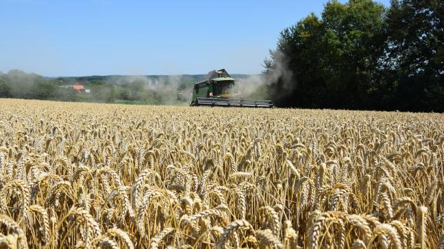 Voor de oogst werden aren van wintertarwe geanalyseerd op hun DON-gehalte.