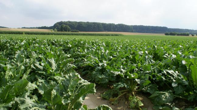 Cercospora werd waargenomen in alle percelen in het waarschuwingsnetwerk van het KBIVB (archieffoto).